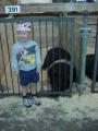cute boy, cute pig